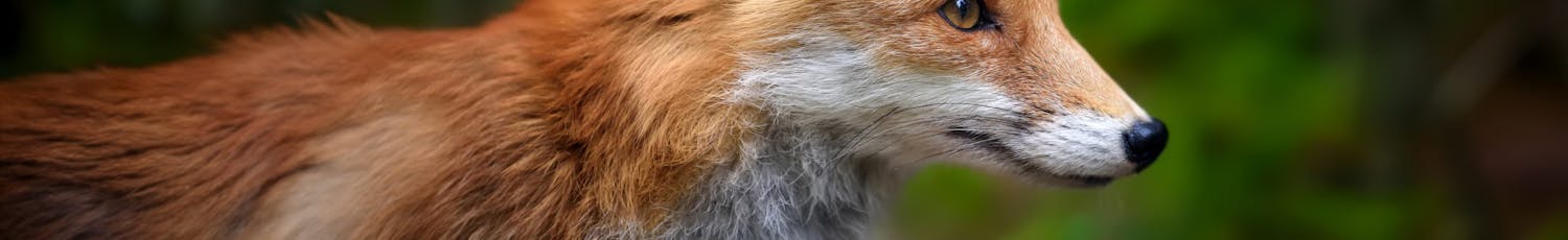 En skarp bild av en räv När du exponerar bilden så ljust som möjligt, utan att ljusa partier fräter ur, får du lägsta möjliga brusnivå.